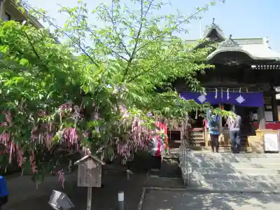 桜神宮(東京都)