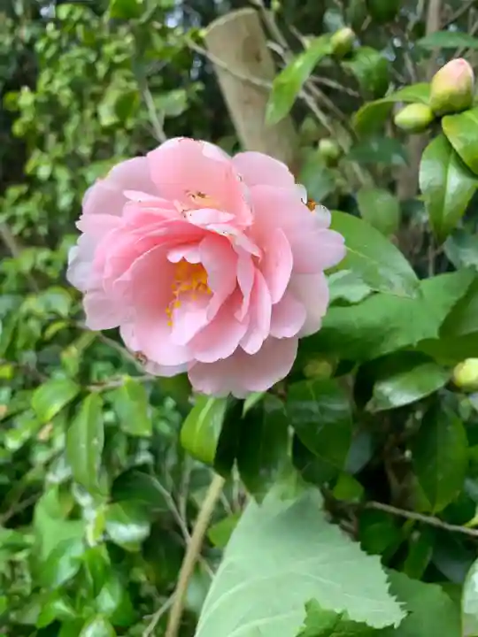 牟禮山観音禅寺の自然