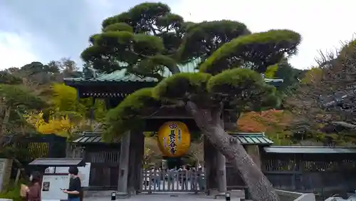 長谷寺(神奈川県)
