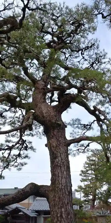 満月寺(浮御堂)の自然