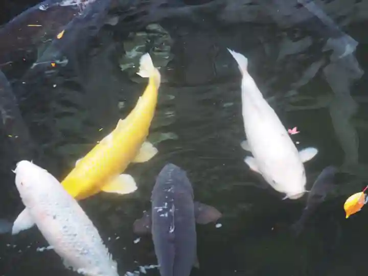善知鳥神社の動物