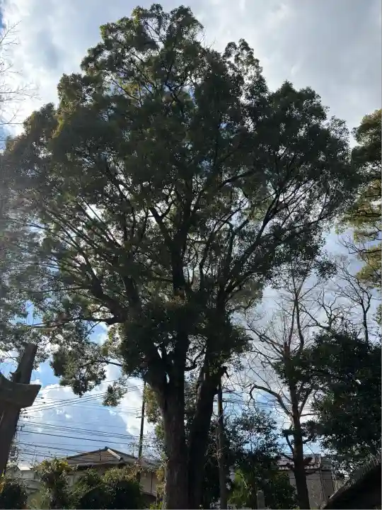膳所神社の自然