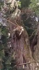 高岡神社の自然