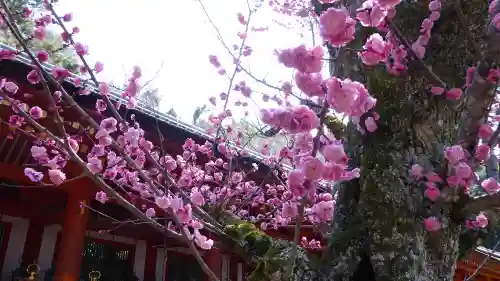 春日大社の自然