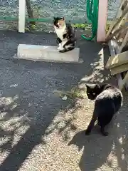 千住神社の動物