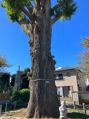 泉福寺(神奈川県)