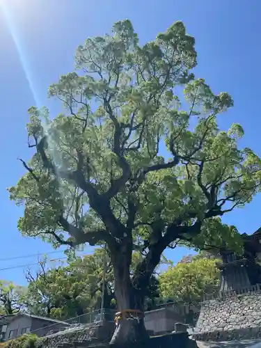鎮西大社諏訪神社の自然