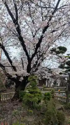 墨染寺（桜寺）(京都府)