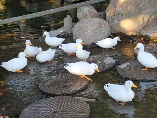 楽法寺（雨引観音）の動物