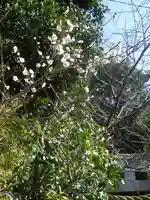 八雲神社(鎌倉・大町)の自然