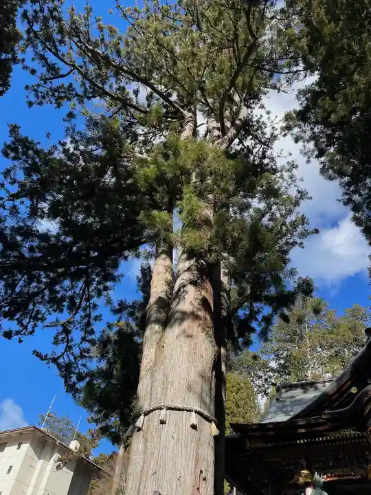 三峯神社(埼玉県)