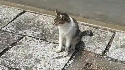 高尾阿弥陀堂の動物
