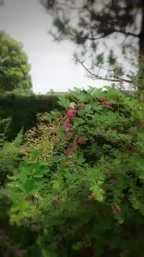 圓光禅寺（円光寺）の自然