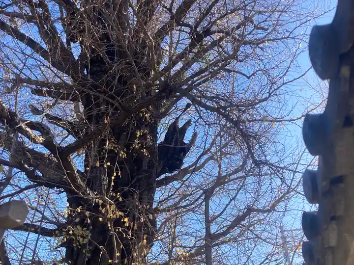 飛木稲荷神社の自然