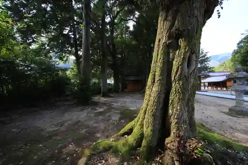 須佐神社の自然