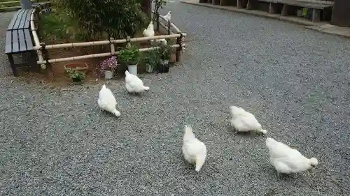 高屋敷稲荷神社の動物
