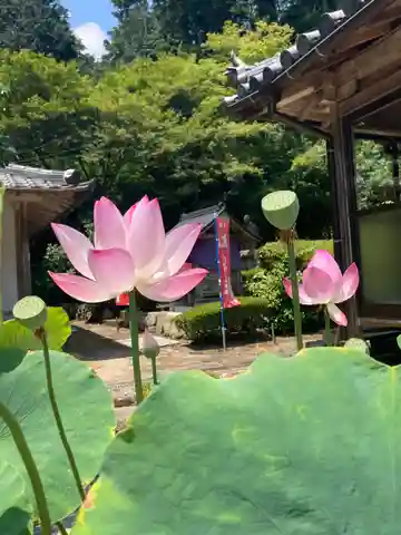 臨済寺の本殿・本堂