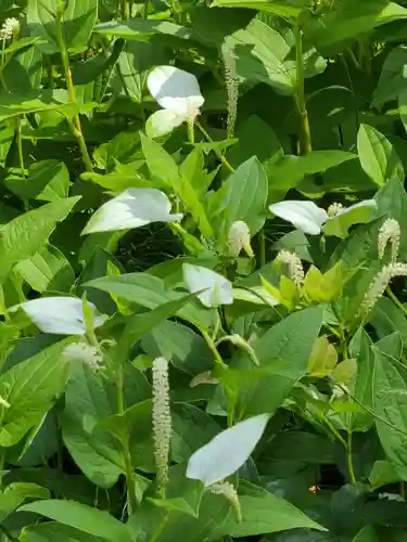 牛嶋天満宮の自然