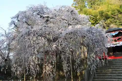 小川諏訪神社の自然