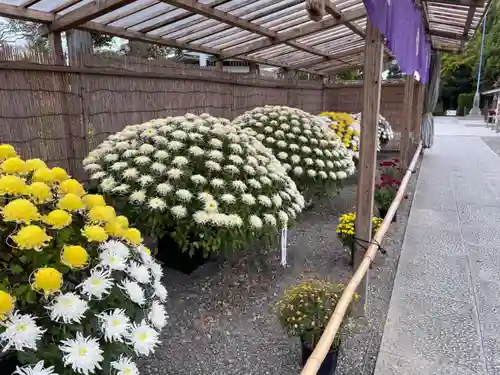 亀戸天神社の庭園