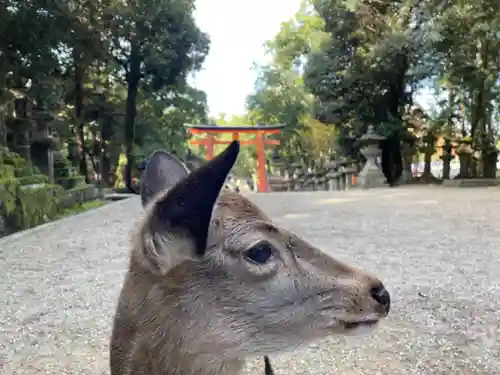 春日大社の動物