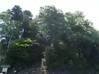 佐々牟志神社の自然