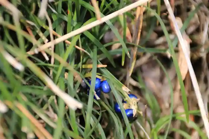 阿久津「田村神社」(郡山市阿久津町)旧社名:伊豆箱根三嶋三社の自然