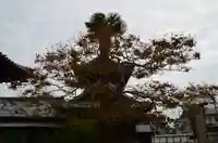 大通寺(長浜御坊)の自然