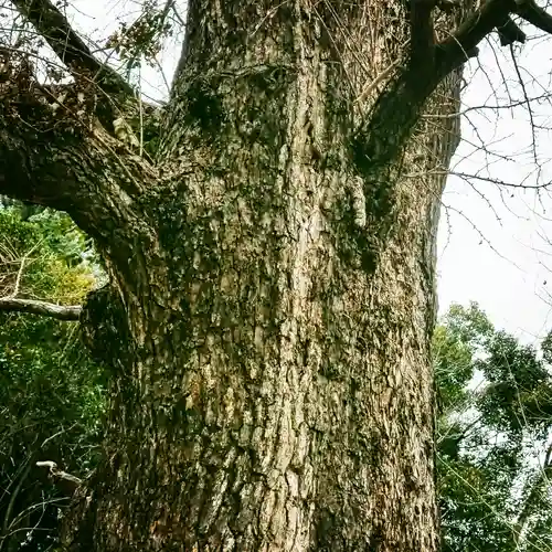 芝東照宮の自然