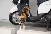 くまくま神社(導きの社 熊野町熊野神社)の動物