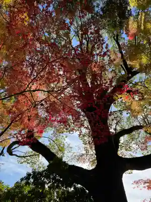 賀茂別雷神社（上賀茂神社）(京都府)