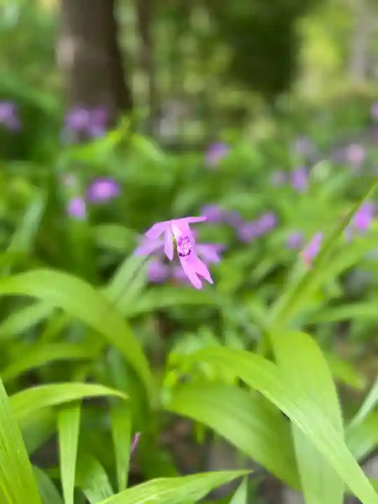 鶴岡八幡宮の自然