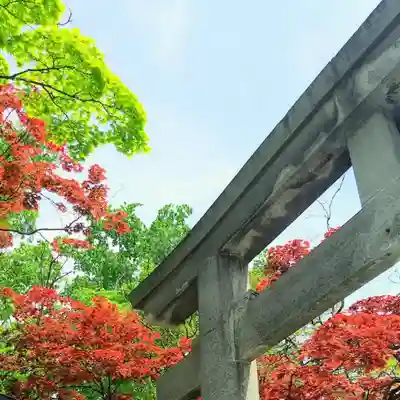 彌彦神社　(伊夜日子神社)の鳥居
