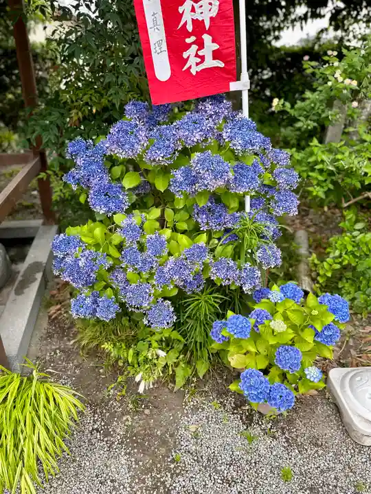 源九郎稲荷神社の自然