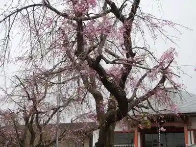 深澤不動教会の自然