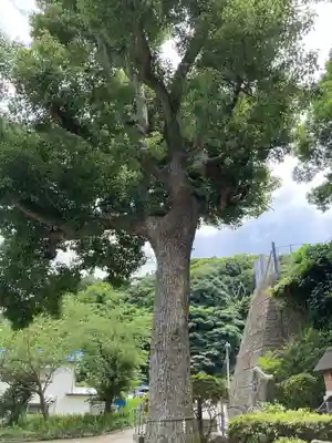 走水神社の自然