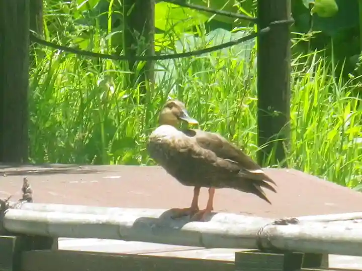 鶴岡八幡宮の動物