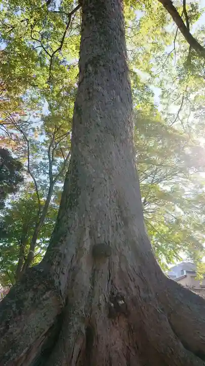 高城神社の自然