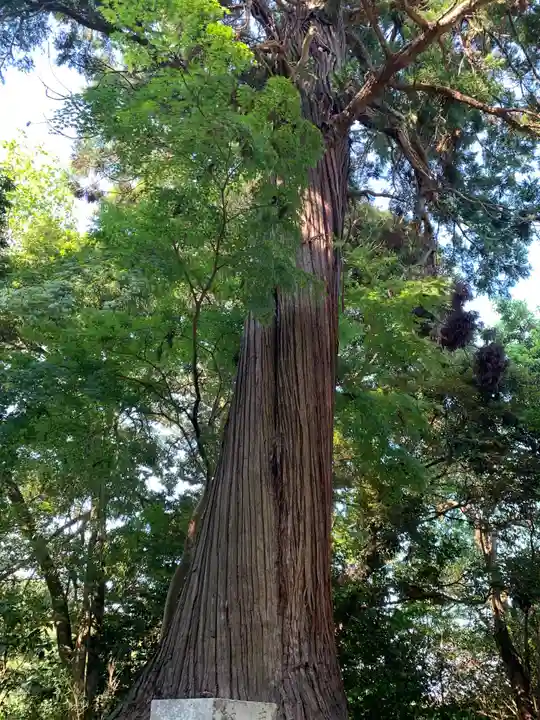 熊野神社の自然