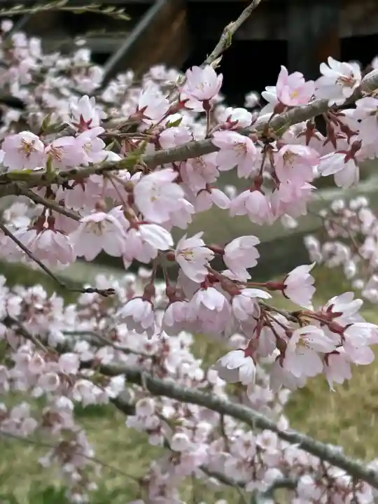 国宝 大法寺の{uncategorized: "未分類", other: "その他", undefined: "問題あり", building: "その他建物", grave: "お墓", sacred_gate: "鳥居", guardian: "狛犬", statue: "像", buddha: "仏像", history: "歴史", nature: "自然", garden: "庭園", animal: "動物", pagoda: "塔", temizu: "手水舎", mountain_gate: "山門・神門", sanctuary: "本殿・本堂", subordinate: "末社・摂社", art: "芸術", scenery: "景色", jizo: "地蔵", ema: "絵馬", goshuin: "御朱印", omikuji: "おみくじ", items: "授与品その他", amulet: "お守り", goshuincho: "御朱印帳", eats: "食事", festival: "お祭り", votive_dance: "神楽", shichigosan: "七五三参", wedding: "結婚式", experience: "体験その他", initially: "初詣", around: "周辺", anti_infection: "感染症対策"}