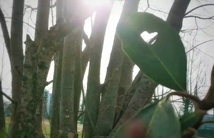 神明社(国府宮神明社)の周辺