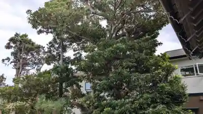 神明神社の自然