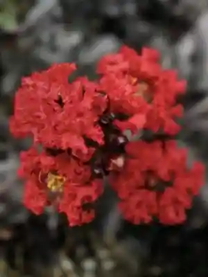 成子天神社(東京都)