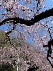 根岸八幡神社の自然