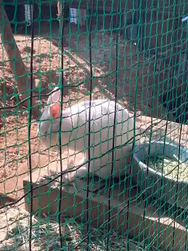 太子堂八幡神社の動物
