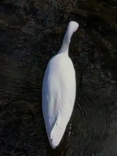 下高井戸八幡神社(東京都)
