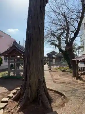 子安神社(千葉県)