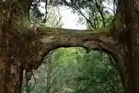 地主神社(桑の川の鳥居杉)(高知県)