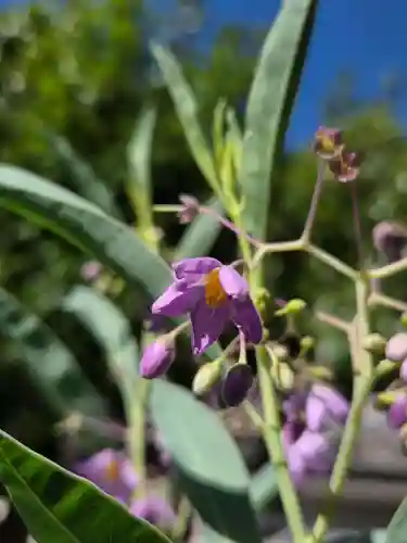 沙沙貴神社(滋賀県)