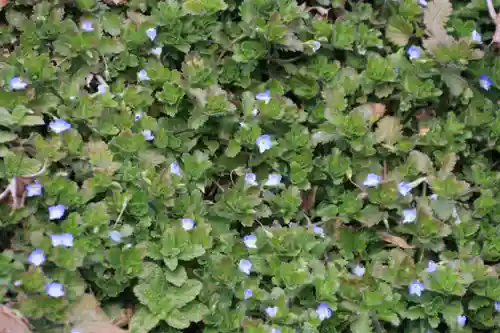 三春大神宮の自然